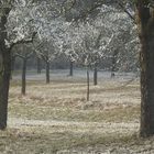 winterfrühling