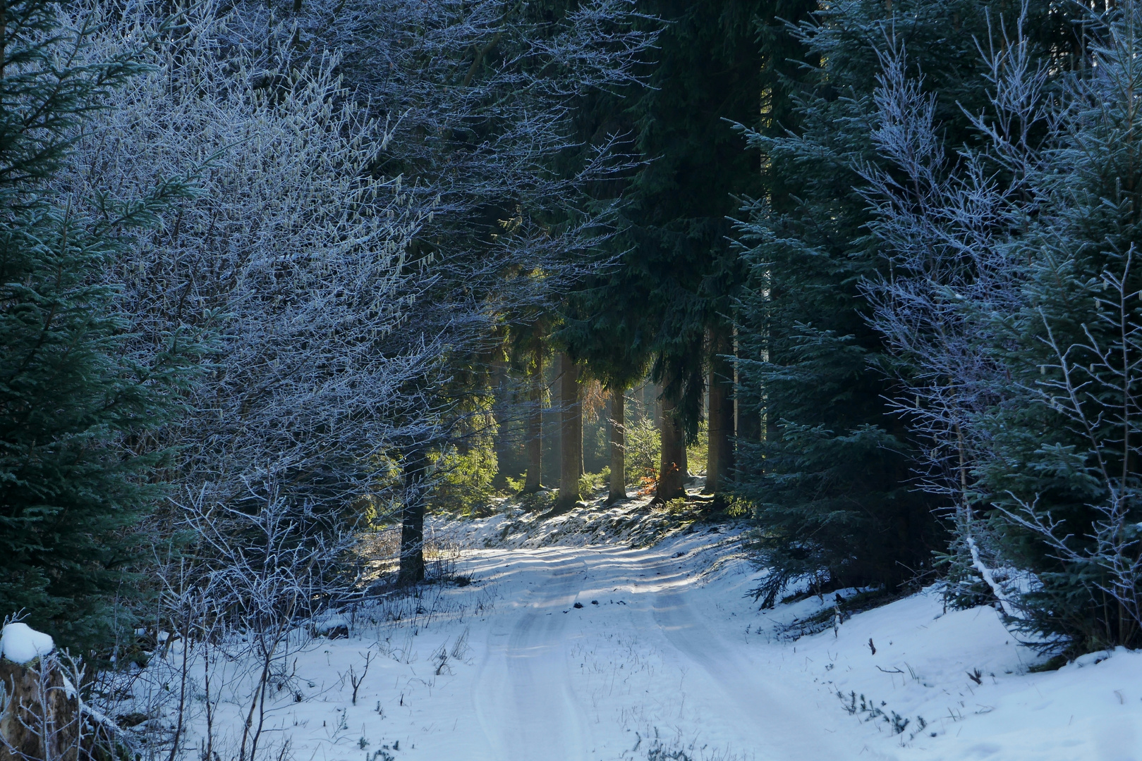 Winterfrühling