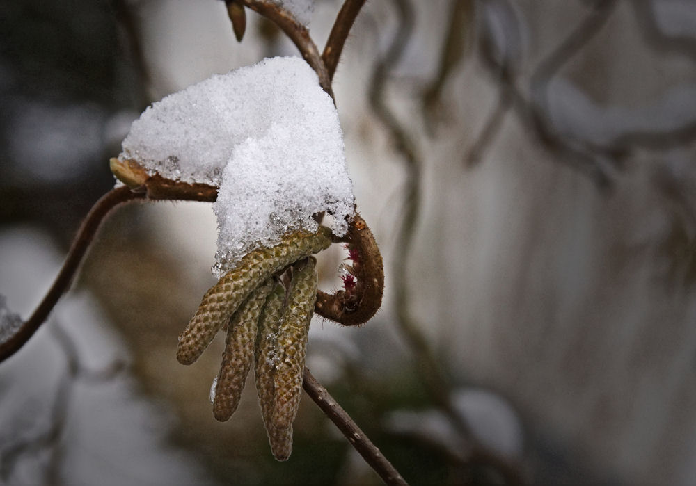 " Winterfrühling "