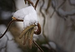 " Winterfrühling "