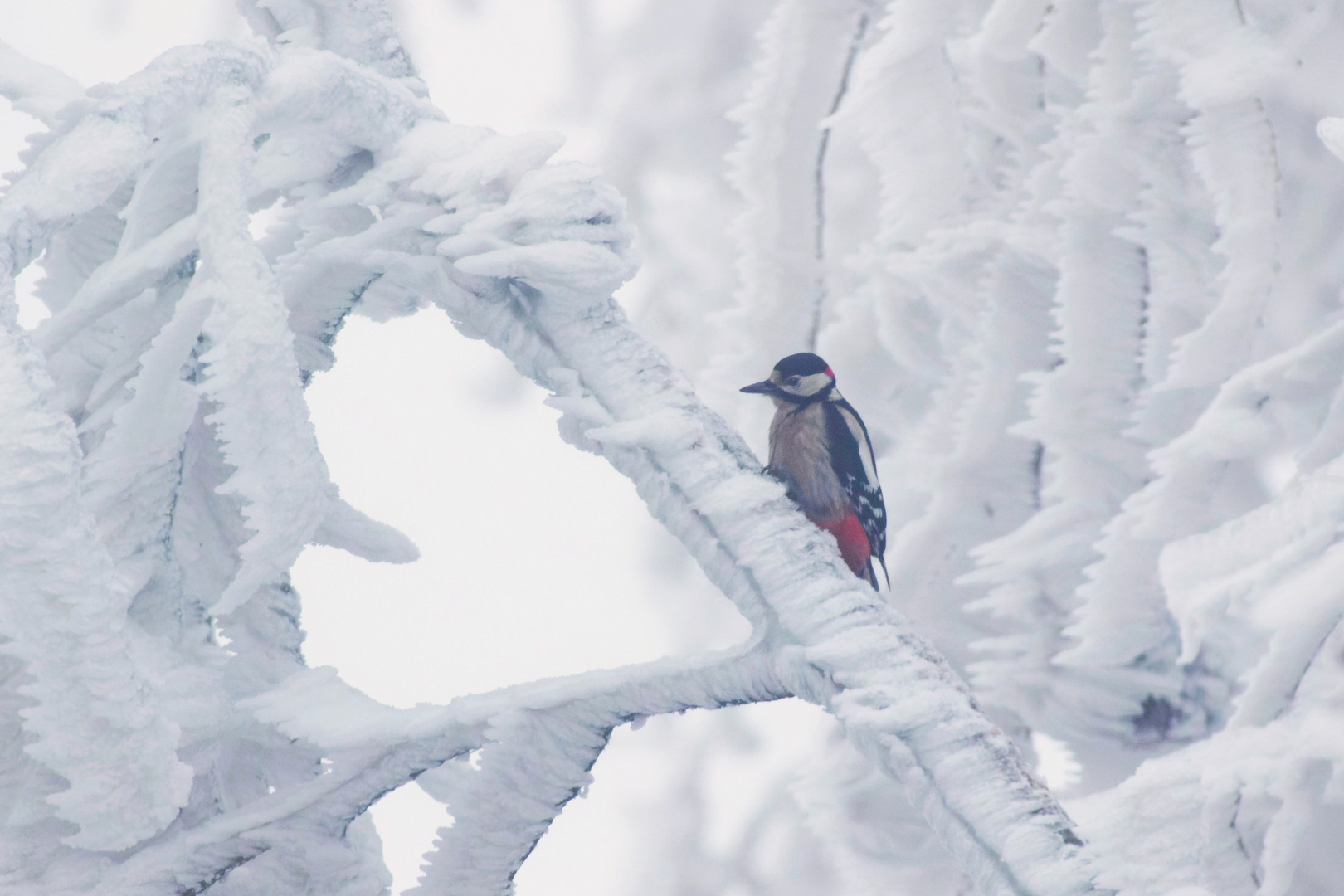 Winterfrust beim Buntspecht