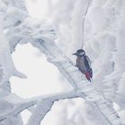 Winterfrust beim Buntspecht