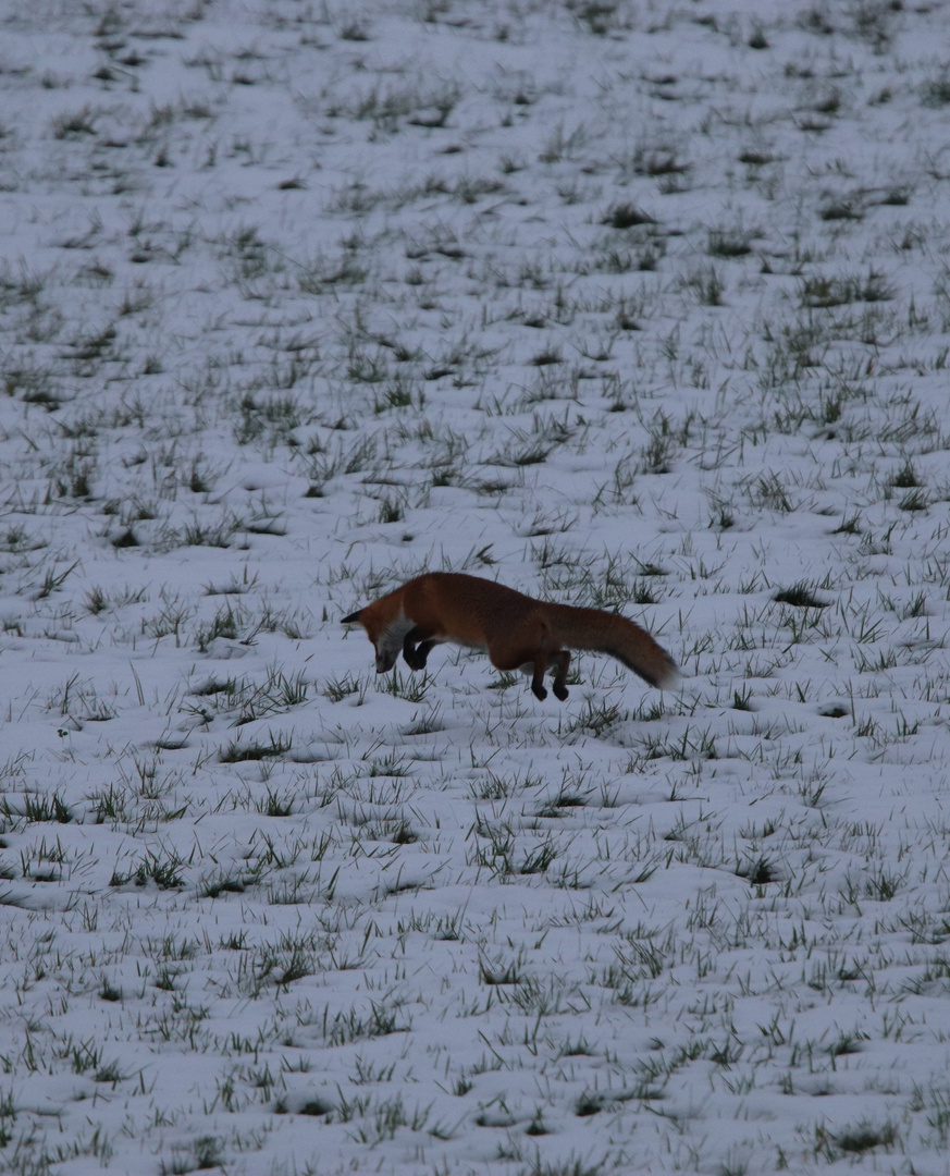 Winterfuchs