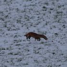 Winterfuchs