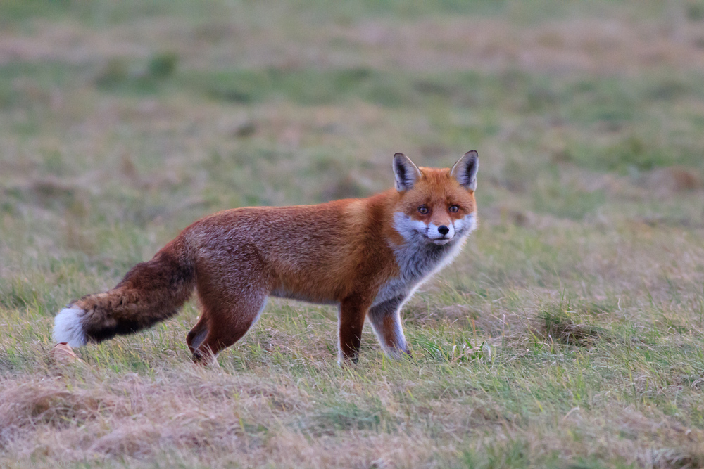 Winterfuchs