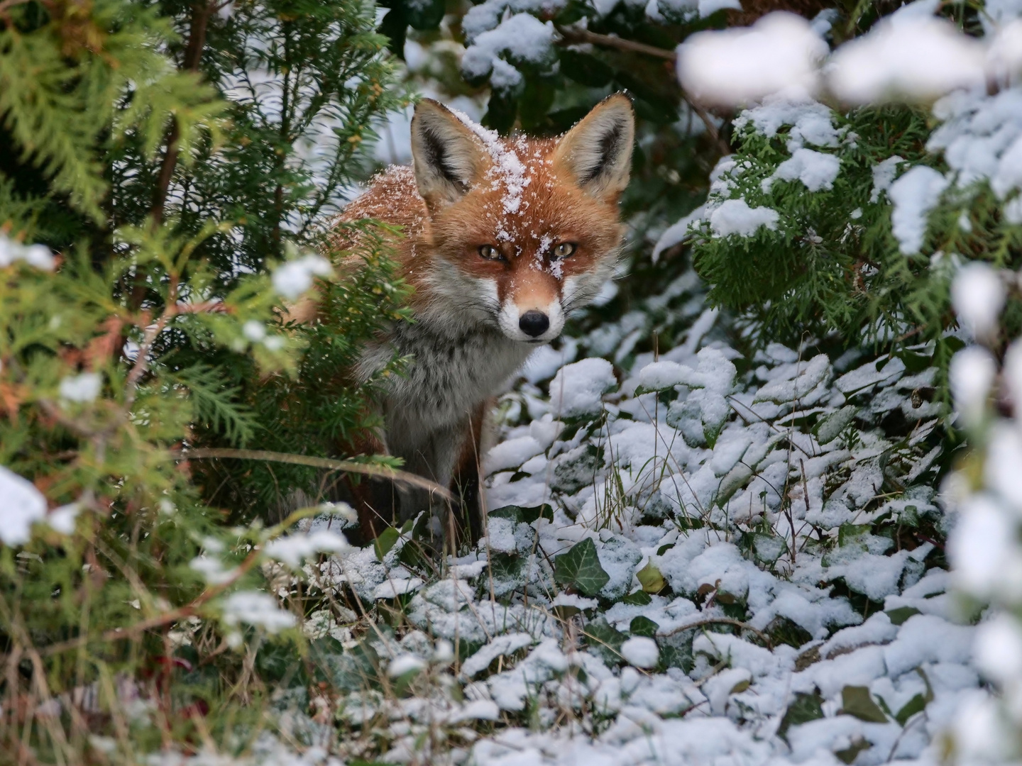 Winterfuchs