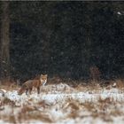 Winterfuchs