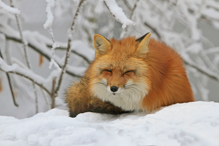 Winterfuchs