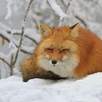 Winterfuchs