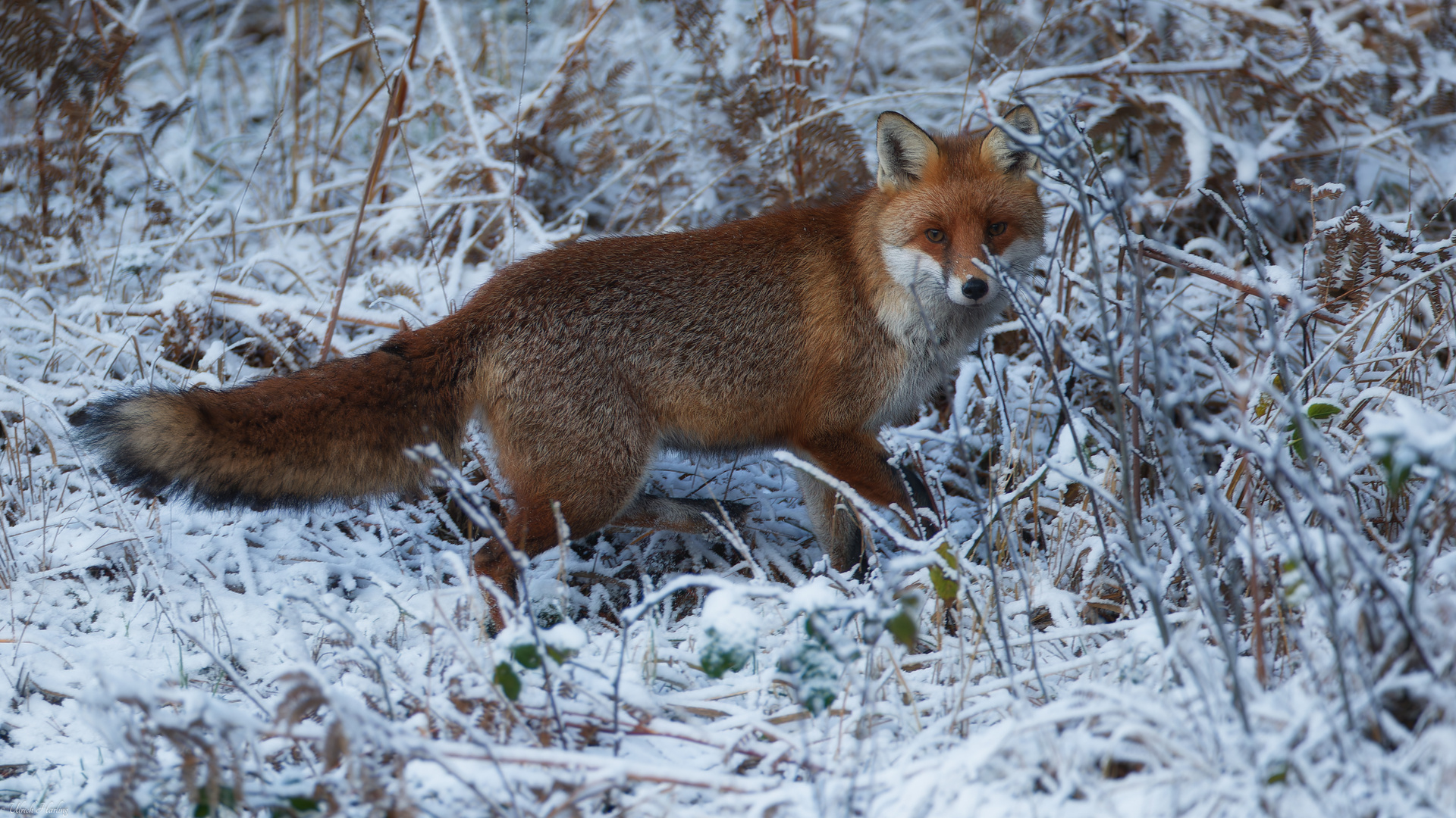 Winterfuchs