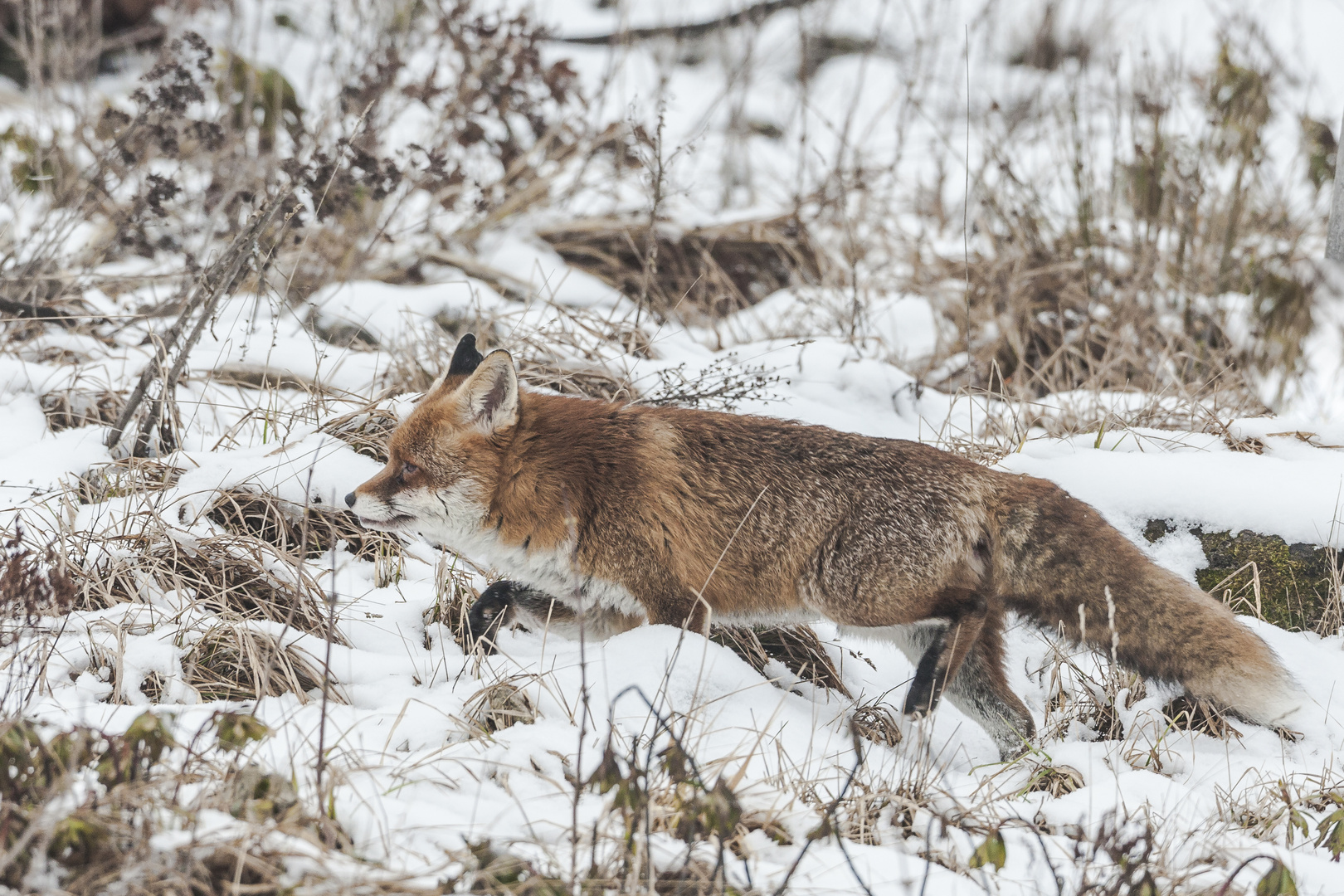 Winterfuchs...