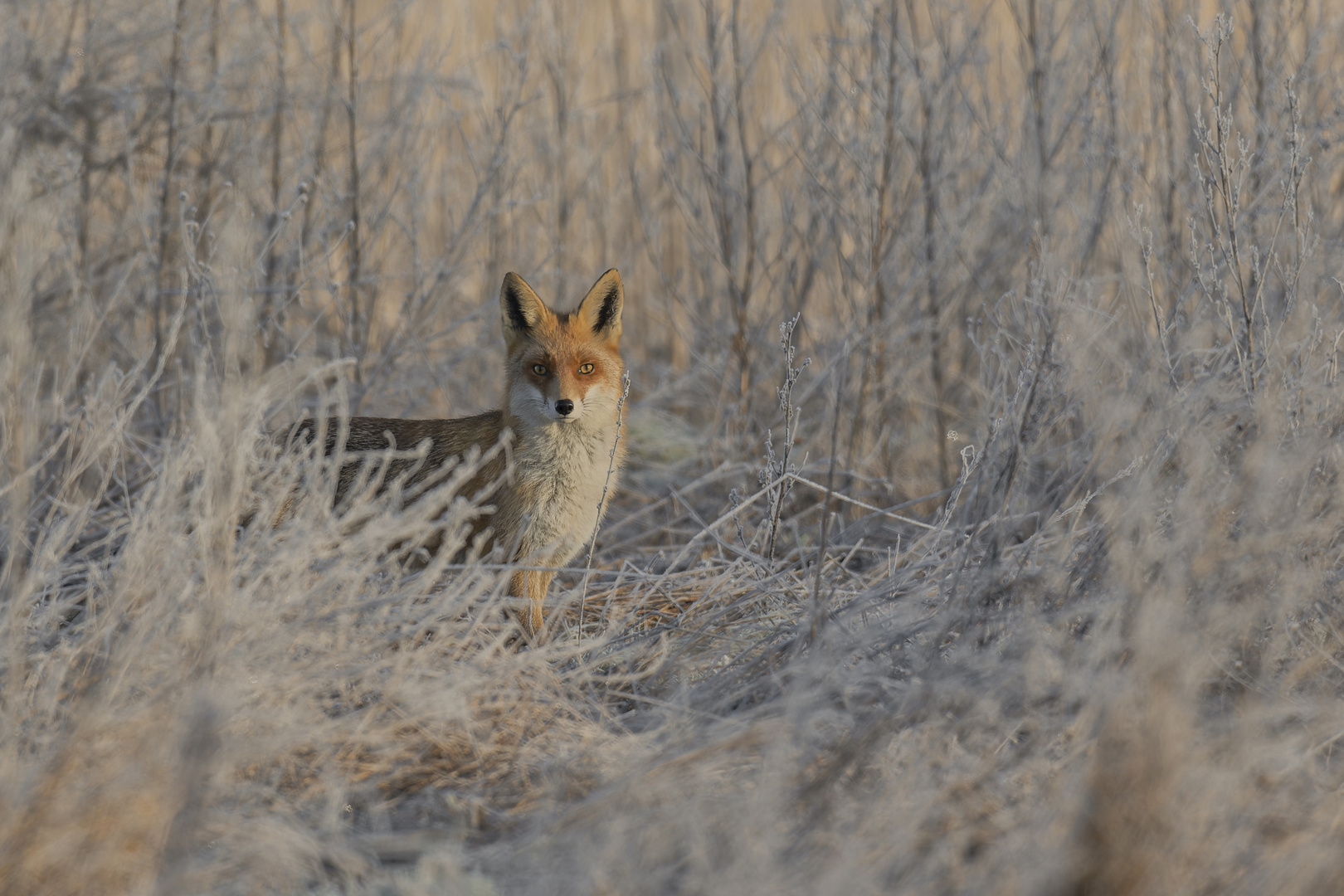 Winterfuchs