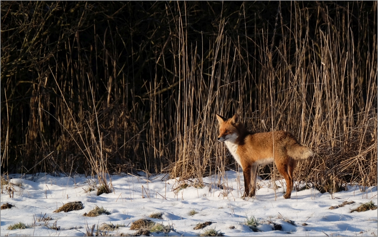 Winterfuchs