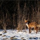 Winterfuchs