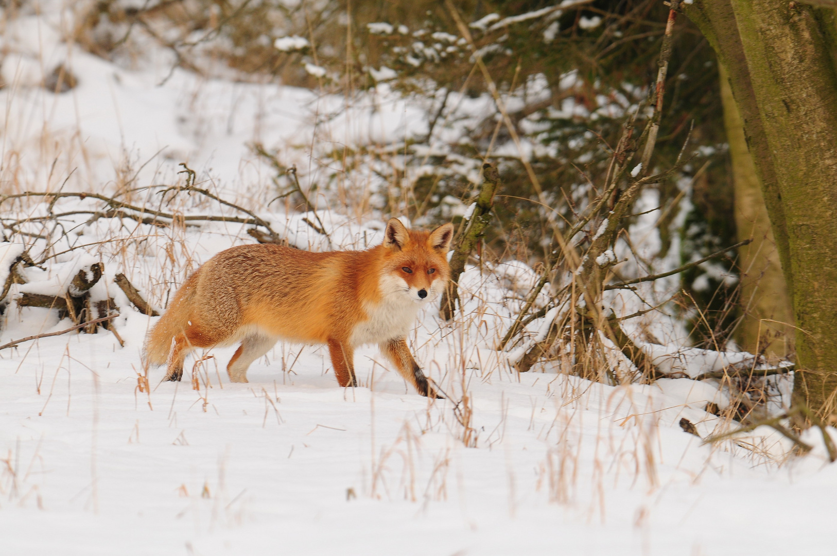 Winterfuchs auf Mäusejagd