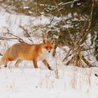 Winterfuchs auf Mäusejagd