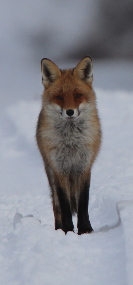 Winterfuchs