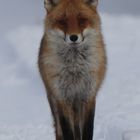 Winterfuchs