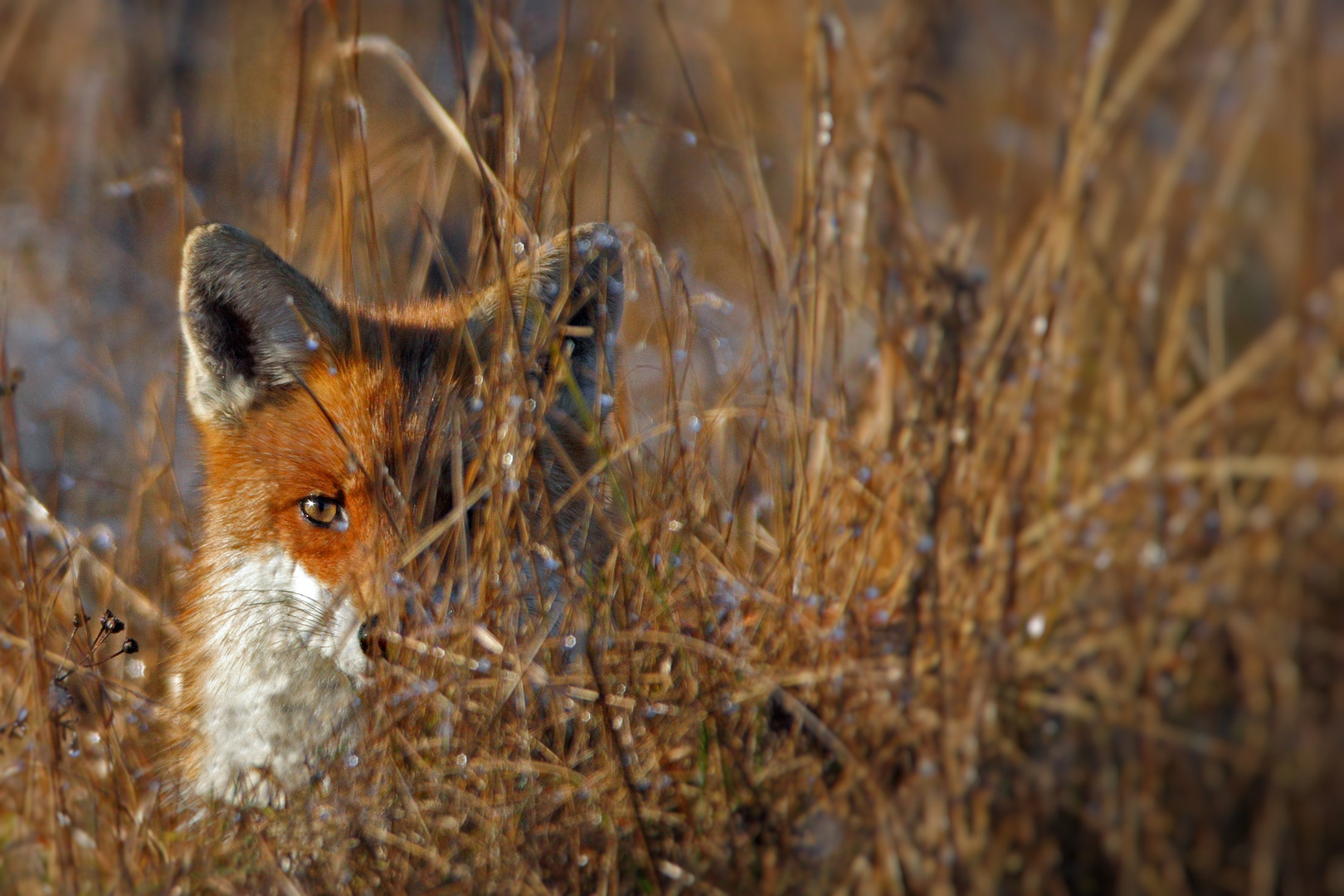 Winterfuchs  _im Hinterhalt