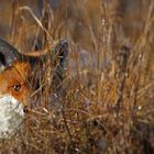 Winterfuchs  _im Hinterhalt