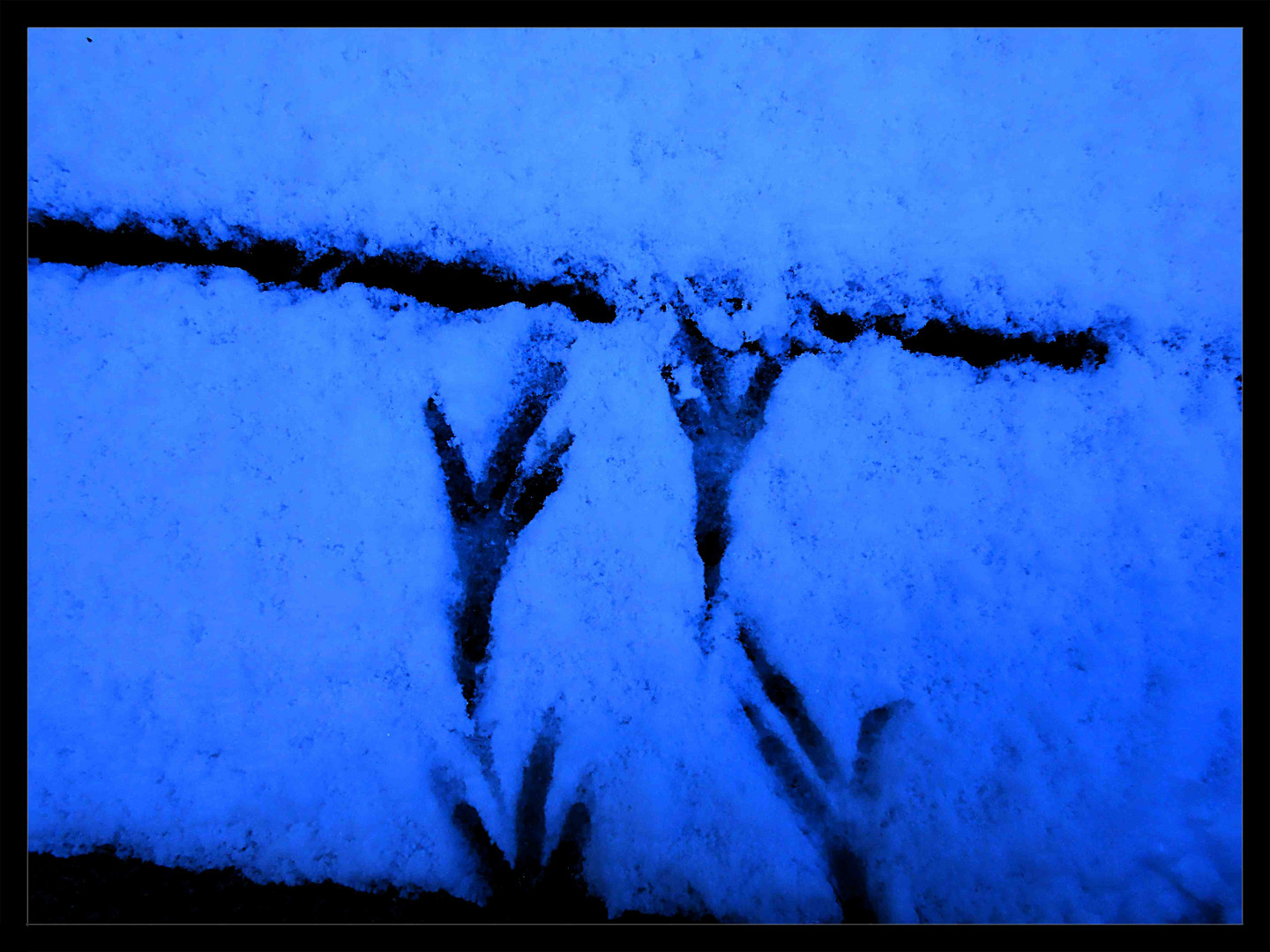 Winterfüßchen eines Vogels