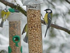 Winterfütterung (1)