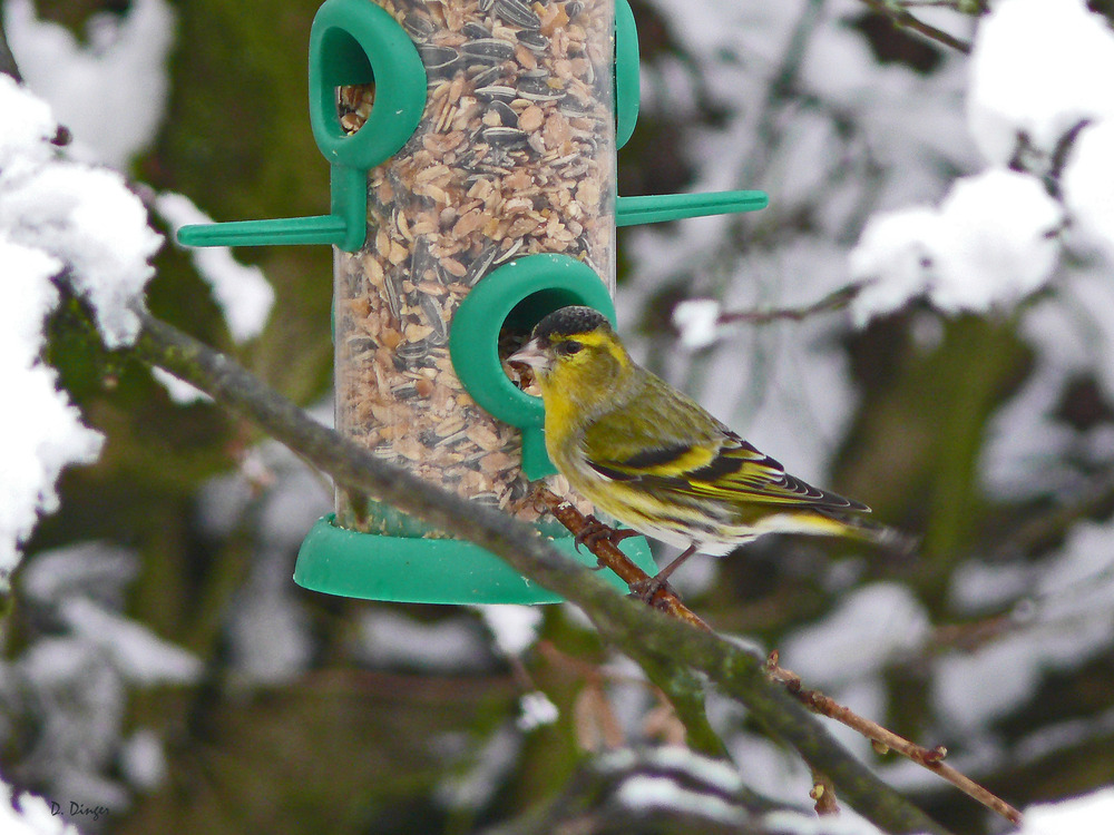 Winterfütterung (2) Erlenzeisig