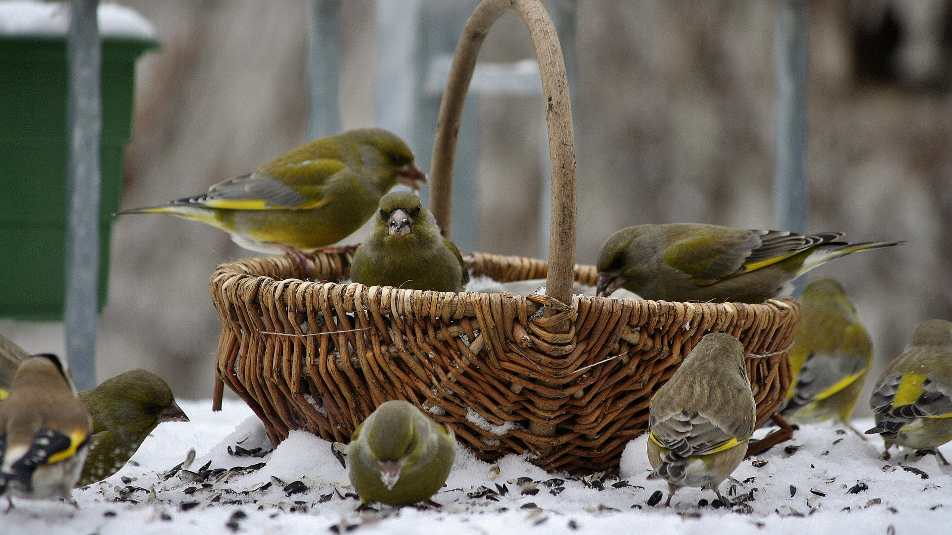 Winterfütterung