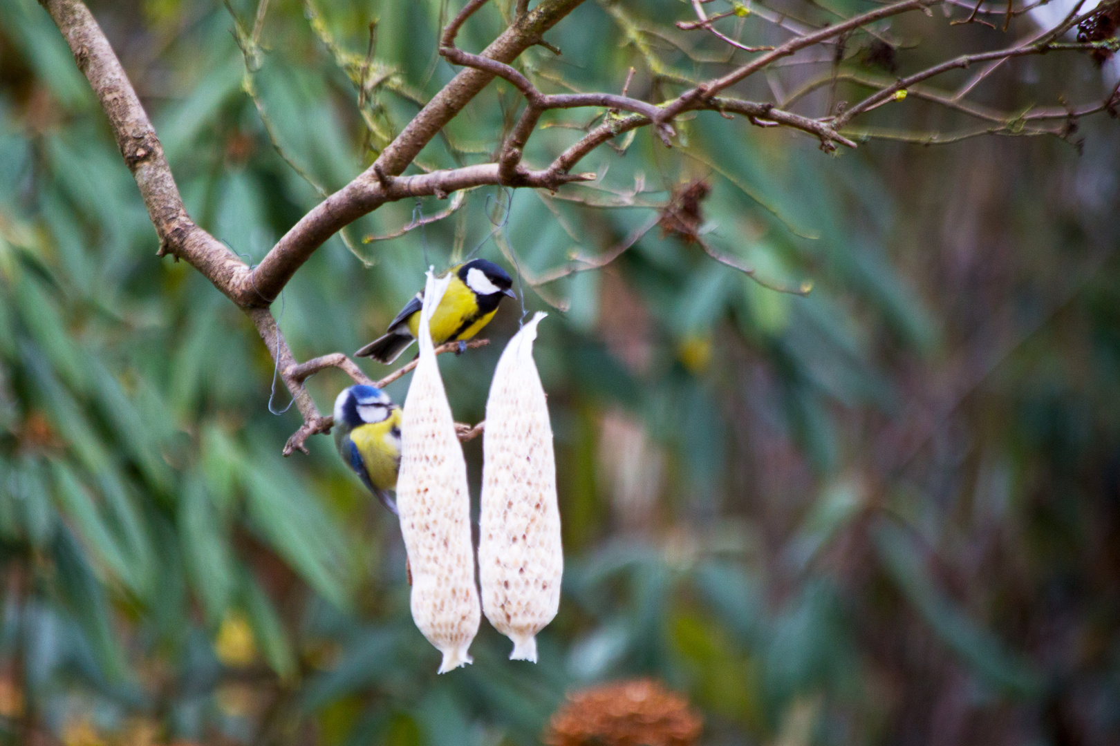 Winterfütterung Foto & Bild | heimische vögel, natur, gartenvögel Bilder auf fotocommunity
