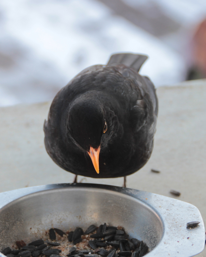 Winterfütterung: Amsel I