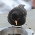 Winterfütterung: Amsel I