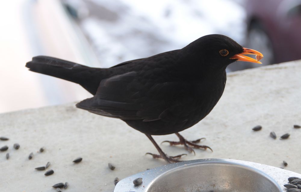 Winterfütterung: Amsel II