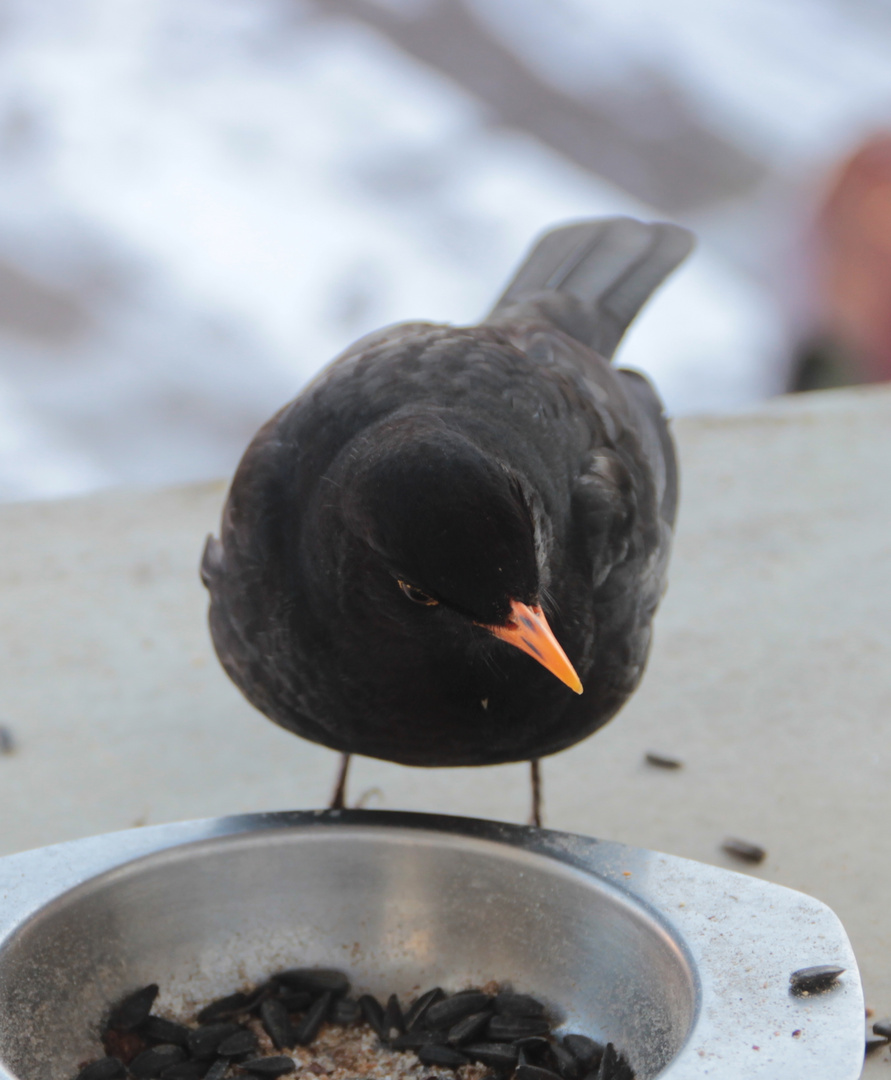 Winterfütterung: Amsel III