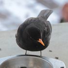 Winterfütterung: Amsel III