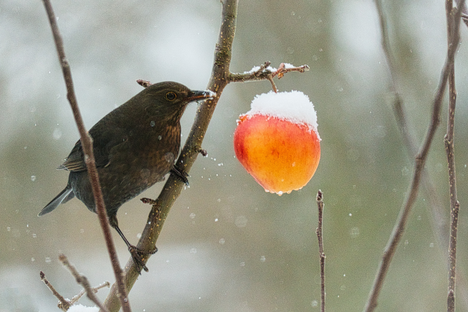 Winterfütterung