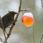 Winterfütterung