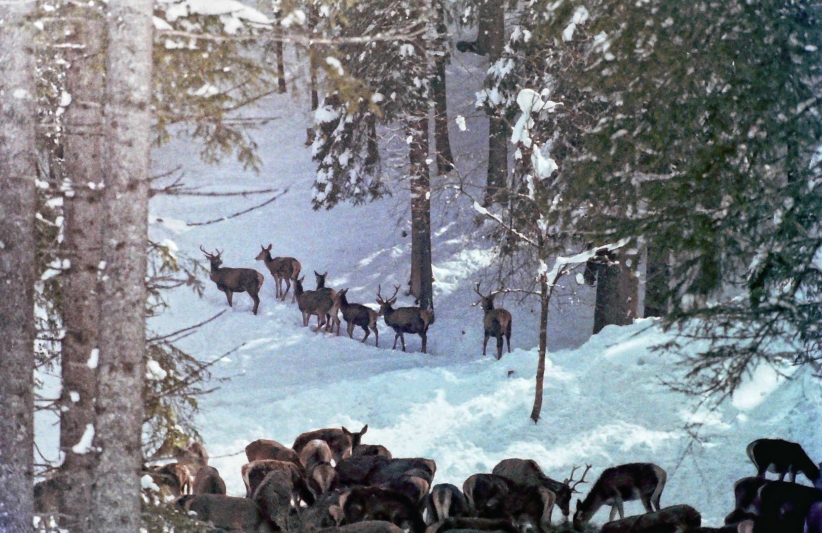 Winterfütterung