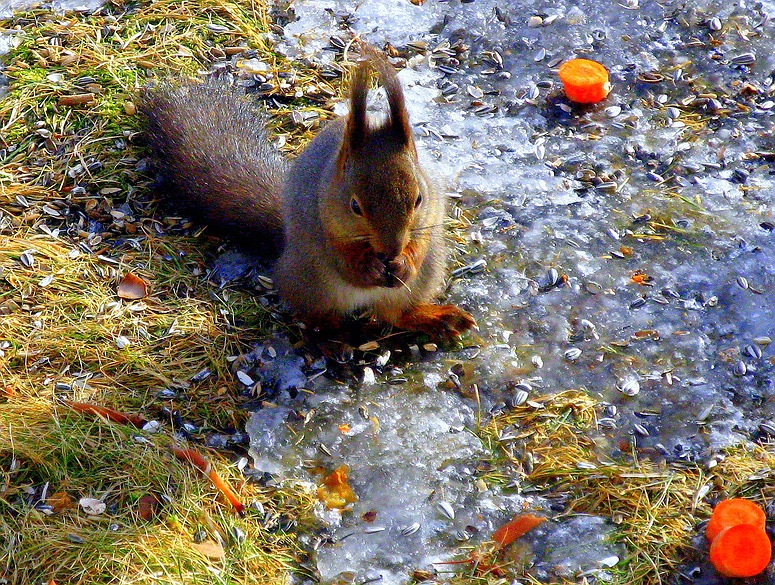 Winterfütterung