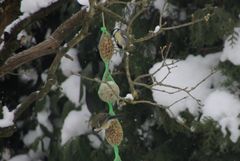 Winterfütterung im Garten 2