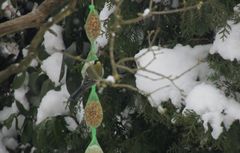 Winterfütterung im Garten