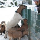 Winterfütterung im Kölner Stadtwald