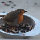 Winterfütterung: Rotkehlchen I