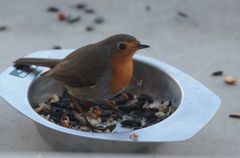 Winterfütterung: Rotkehlchen I