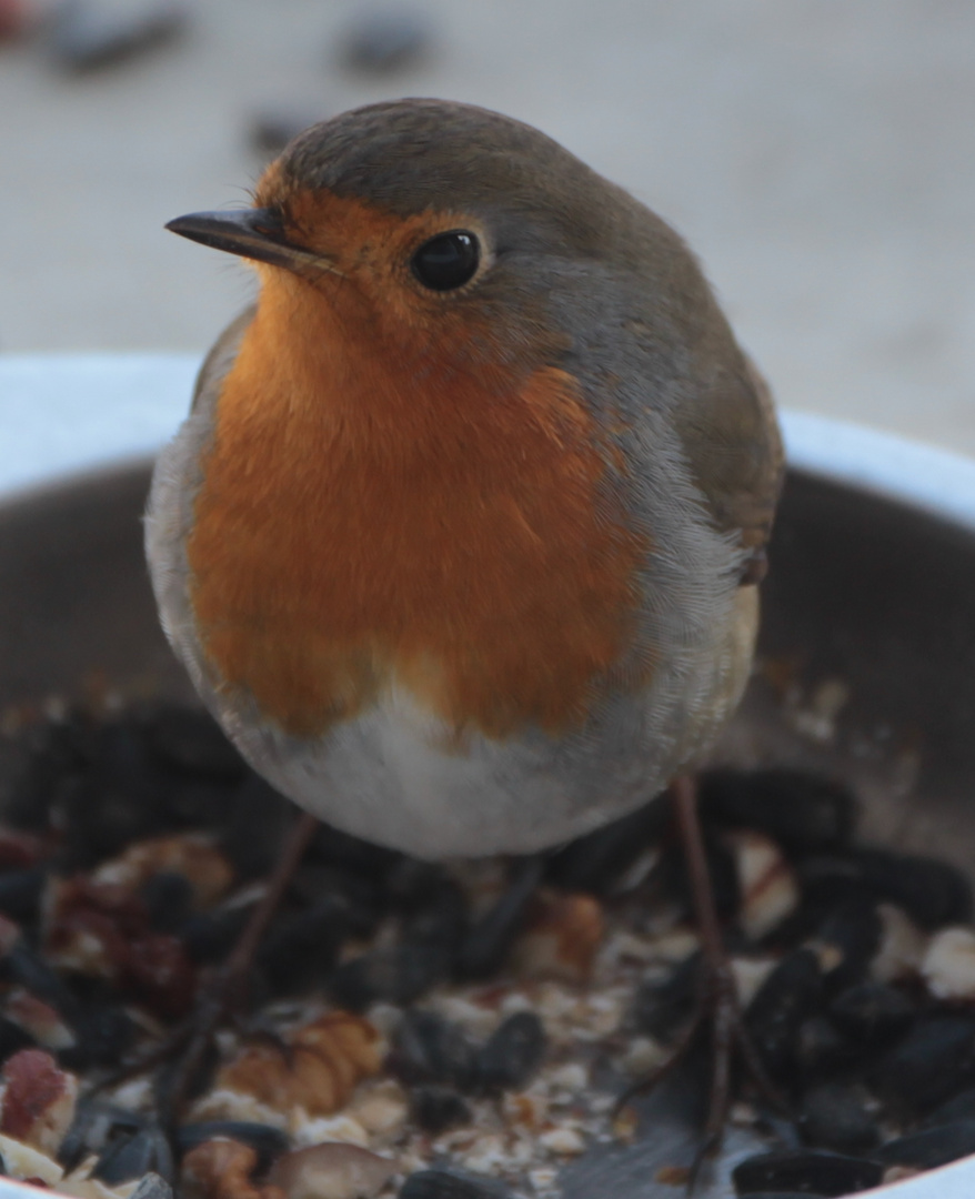 Winterfütterung: Rotkehlchen II