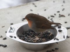 Winterfütterung: Rotkehlchen III