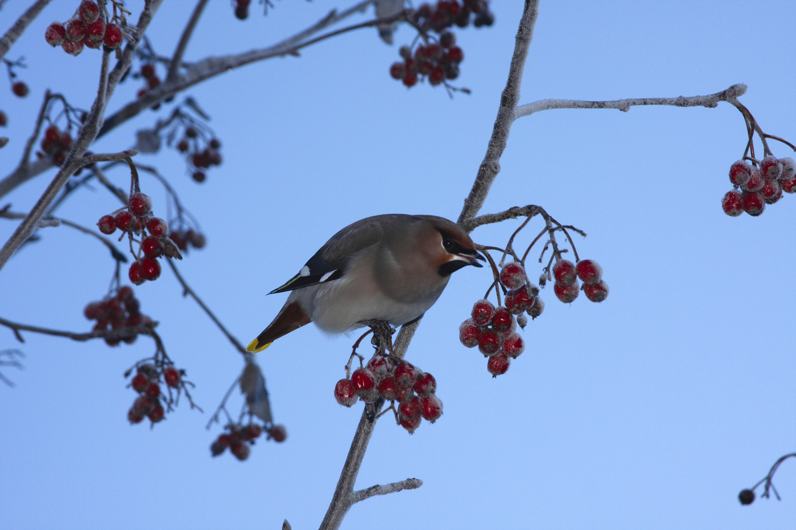 Winterfutter