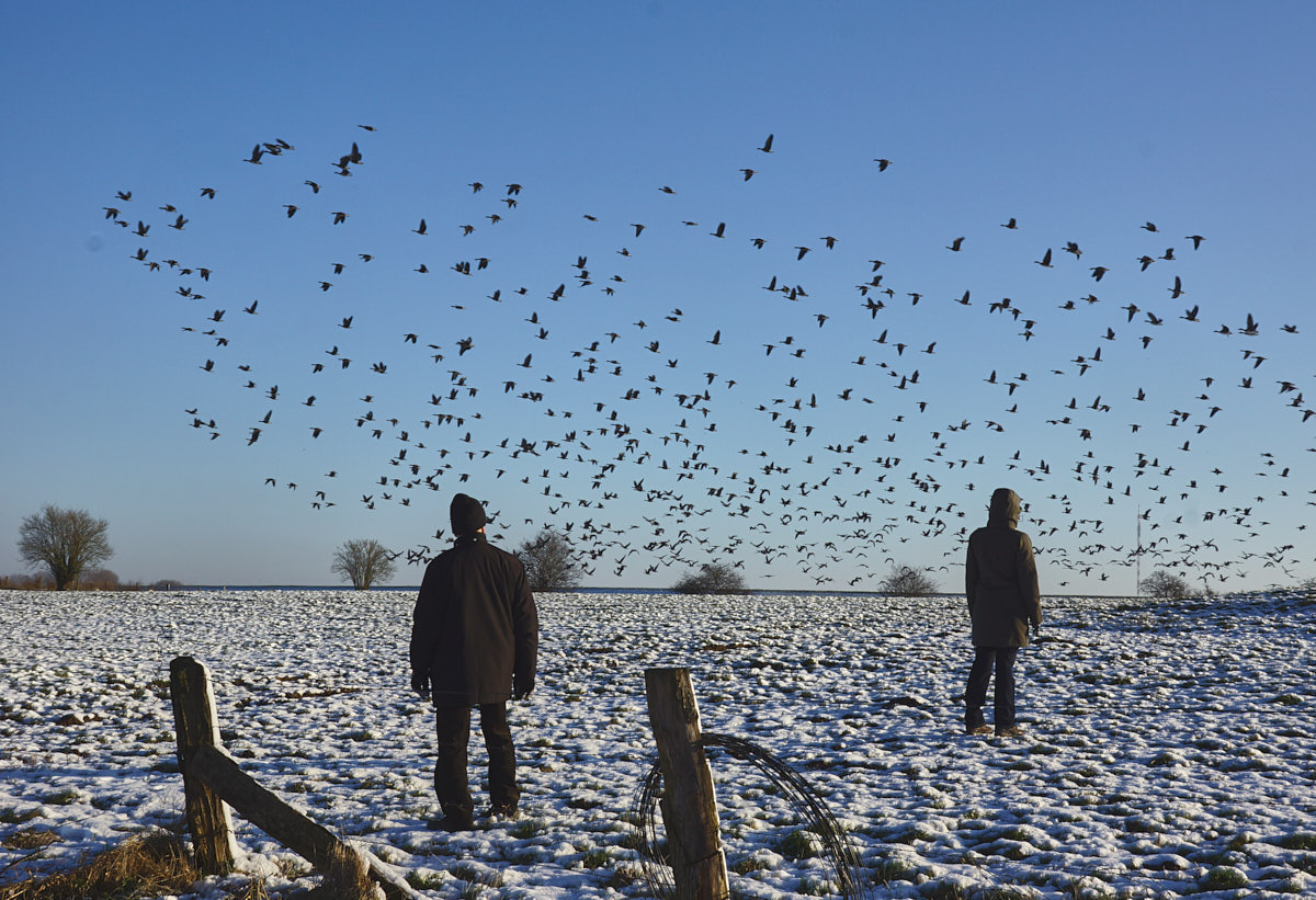 Wintergänse