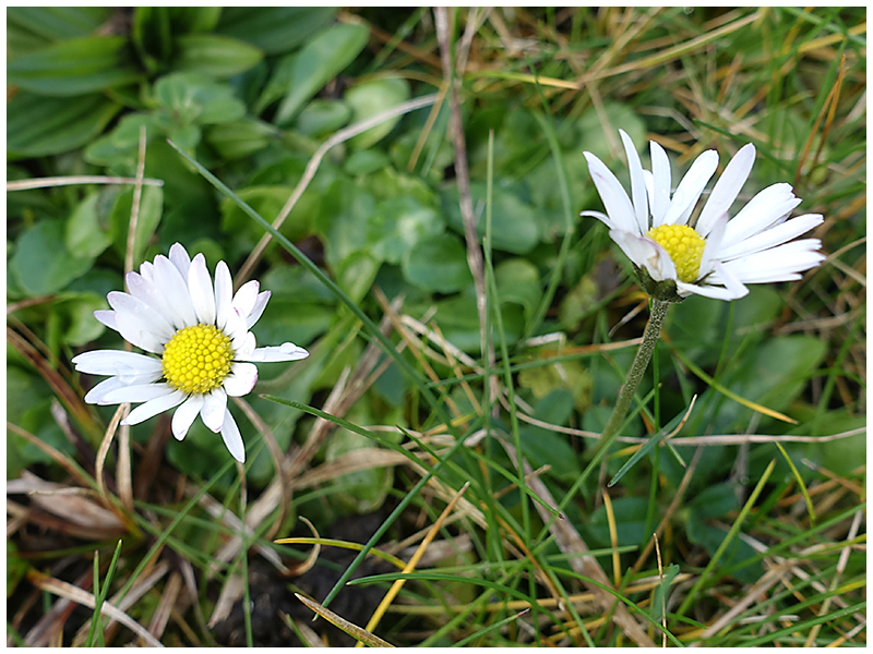 Wintergänseblümchen zum Sonntag