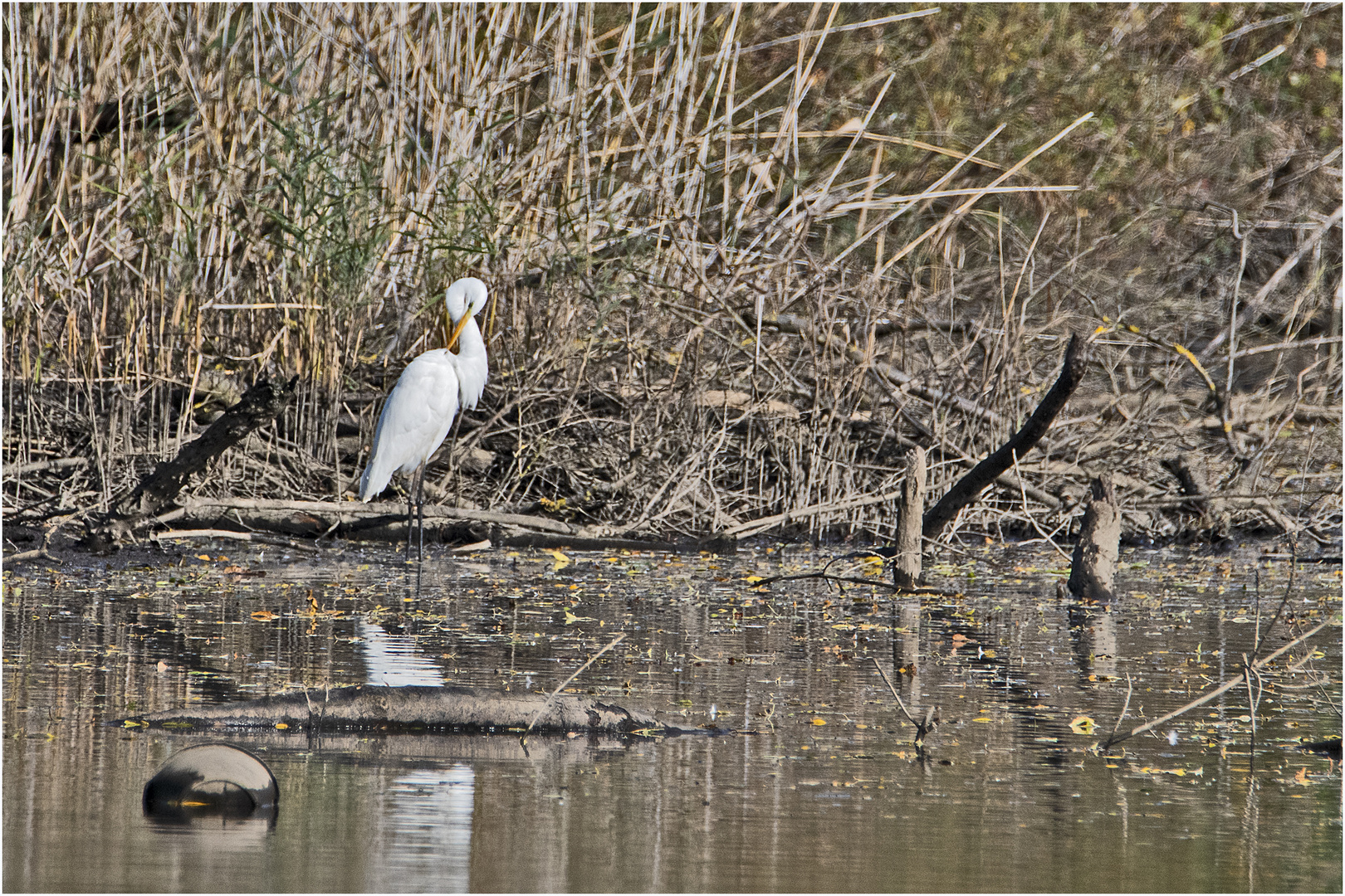 Wintergäste (1) - Der Silberreiher (Ardea alba) ist . . .