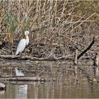 Wintergäste (1) - Der Silberreiher (Ardea alba) ist . . .